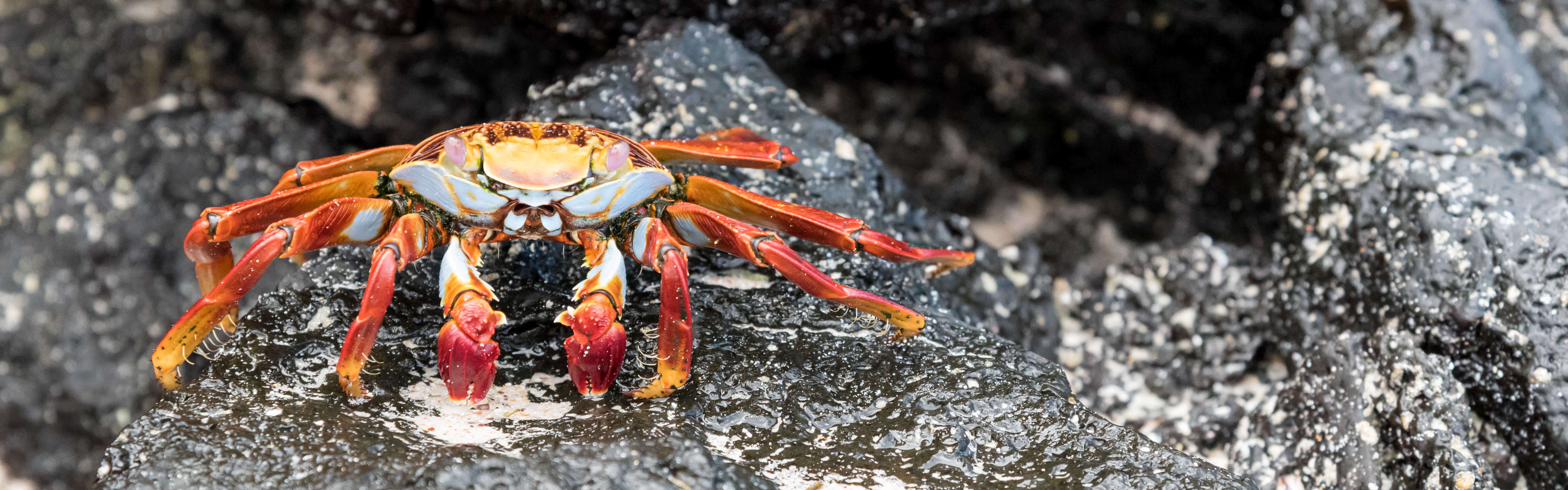 red rock crab galapagos