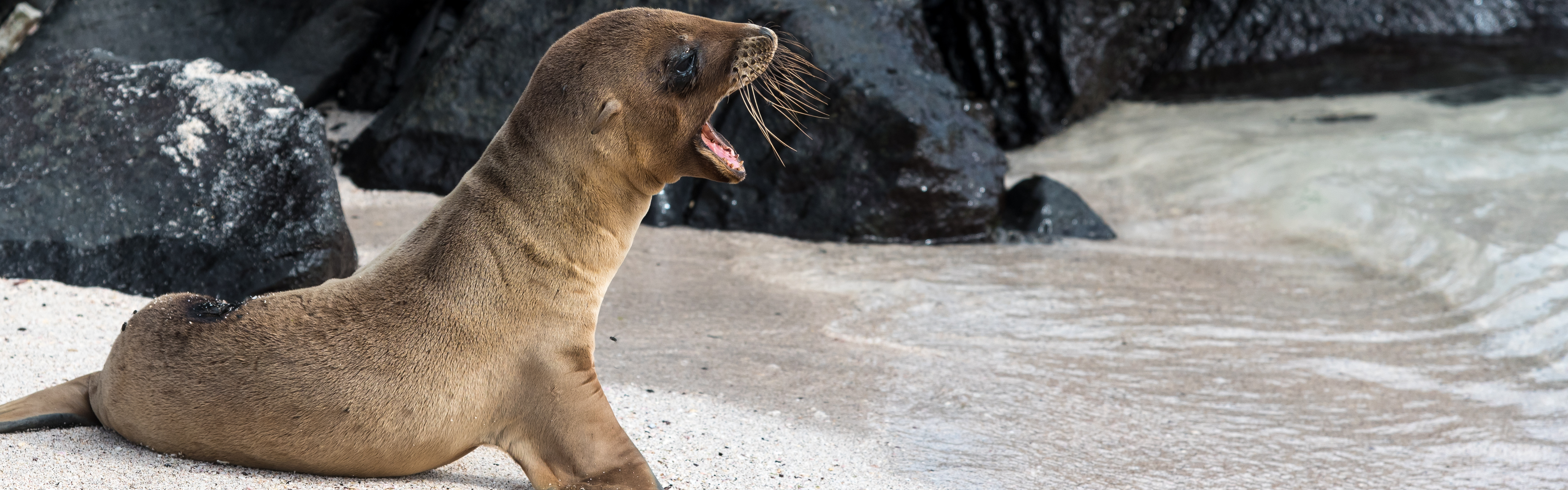 baby sea lion galapagos