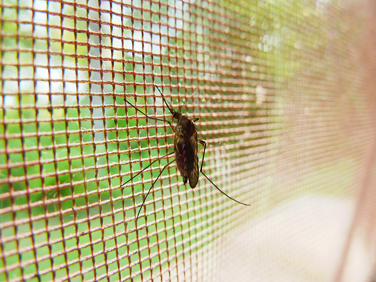 Mosquitoes, Malaria
